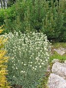 თეთრი ყვავილების Antennaria, კატის ფეხით (Antennaria dioica) ფოტო
