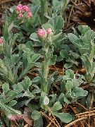 garden flowers pink Antennaria, Cat's foot Antennaria dioica photos, description, cultivation and planting, care and watering