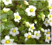 λευκό λουλούδι Περσική Ιώδες, Γερμανικά Βιολετί (Exacum affine) φωτογραφία