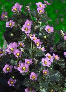 roz Floare Violet Persană, Violet German (Exacum affine) fotografie