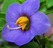 blauw Bloem Perzisch Violet, Duits Violet (Exacum affine) foto