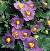 purpurs Zieds Persiešu Violets, Vācu Violets (Exacum affine) foto