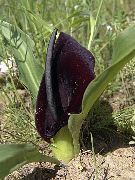 μαύρος λουλούδι Eminium  φωτογραφία