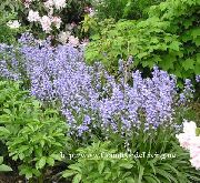 lyse blå Blomst Spansk Blåklokke, Tre Hyacinth (Endymion hispanicus, Hyacinthoides hispanica) bilde