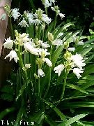 бео Цвет Шпански Блуебелл, Дрво Зумбул (Endymion hispanicus, Hyacinthoides hispanica) фотографија