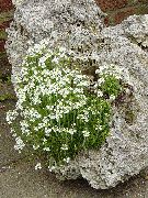 hvit Blomst Fairy Revebjelle (Erinus alpinus) bilde