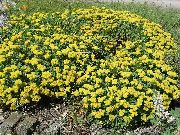 gul Blomma Bovete (Eriogonum) foto