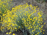 黄 フラワー オレゴンの日差し、ウーリーヒマワリ、ウーリーデイジー (Eriophyllum) フォト