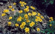 жут Цвет Орегон Сунце, Вунени Сунцокрета, Вунаста Даиси (Eriophyllum) фотографија