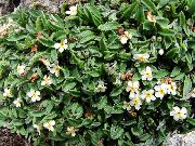 weiß Blume Arktischen Vergissmeinnicht, Alpine Vergissmeinnicht (Eritrichium) foto