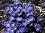blå Blomst Arctic Glemmer-Meg-Ikke, Alpine Forget-Me-Not (Eritrichium) bilde