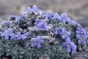 lyse blå Blomst Arctic Glemmer-Meg-Ikke, Alpine Forget-Me-Not (Eritrichium) bilde