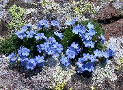 světle modrá Květina Arktický Forget-Me-Not, Alpine Forget-Me-Not (Eritrichium) fotografie