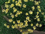 amarillo Flor Arbusto De Margarita, Euryops Verdes  foto
