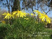 jaune Fleur Bush Marguerite, Euryops Verts  photo
