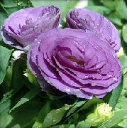 liliowy Kwiat Eustoma (Eustoma)  zdjęcie