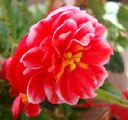 czerwony Kwiat Eustoma (Eustoma)  zdjęcie