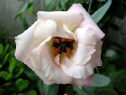 bílá Květina Prérie Hořec, Lisianthus, Texas Bluebell (Eustoma) fotografie