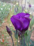 púrpura Flor Genciana Pradera, Lisianthus, Bluebell Texas (Eustoma) foto