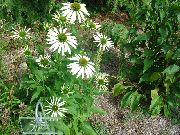 hvit Blomst Coneflower, Østlige Coneflower (Echinacea) bilde