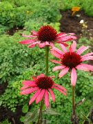 roșu Floare Coneflower, Coneflower Est (Echinacea) fotografie
