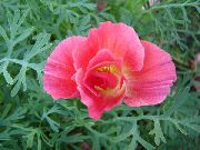 rosa Blomst California Poppy (Eschscholzia californica) bilde