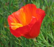 crvena Cvijet California Mak (Eschscholzia californica) foto
