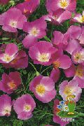 syrin Blomst California Poppy (Eschscholzia californica) bilde
