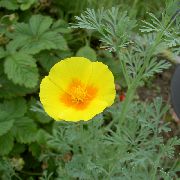gul Blomst California Poppy (Eschscholzia californica) bilde