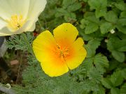 ფორთოხალი ყვავილების კალიფორნიის ყაყაჩოების (Eschscholzia californica) ფოტო