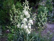 λευκό λουλούδι Βελόνα Του Αδάμ, Spoonleaf Yucca, Βελόνα Παλάμη (Yucca filamentosa) φωτογραφία