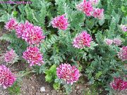garden flowers pink Kidney Vetch, Lady's Fingers Anthyllis photos, description, cultivation and planting, care and watering