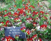 κόκκινος λουλούδι Νεφρού Βίκος, Τα Δάχτυλα Κυρία (Anthyllis) φωτογραφία