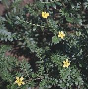 κίτρινος λουλούδι Puncturevine, Caltrop, Το Κεφάλι Κατσίκας, Bullhead, Σταυρός Της Μάλτας (Tribulus) φωτογραφία
