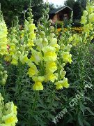 κίτρινος λουλούδι Snapdragon, Ρύγχος Νυφίτσα Του (Antirrhinum) φωτογραφία