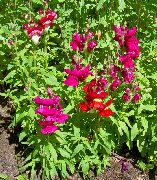 წითელი ყვავილების Snapdragon, Weasel ის Snout (Antirrhinum) ფოტო