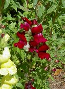 Антирринум (Левиний Зів) бордовий Квітка