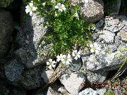 biały Kwiat Yaskolka (Cerastium) zdjęcie