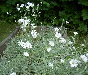 blanco Flor Nieve-En-Verano (Cerastium) foto