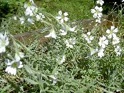 hvit Blomst Snø-I-Sommer (Cerastium) bilde
