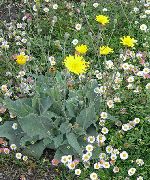 garden flowers yellow Yellow hawkweed, Fox and Cubs, Orange Hawkweed, Devil's Paintbrush, Grim-the-Collier, Red Daisy Hieracium  photos, description, cultivation and planting, care and watering