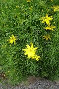 żółty Kwiat Bylina Coreopsis  zdjęcie