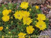 garden flowers yellow Hardy Ice Plant Delosperma  photos, description, cultivation and planting, care and watering