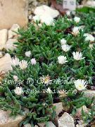 λευκό λουλούδι Ανθεκτικό Φυτό Πάγου (Delosperma) φωτογραφία