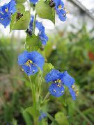 modrý  Den Květina, Spiderwort, Vdovy Slzy (Commelina) fotografie