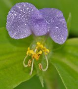 Bláth Lá, Spiderwort, Baintreacha Deora lilac 
