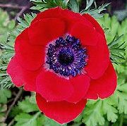rouge Fleur Couronne Windfower, Windflower Grecian, Pavot Anémone (Anemone coronaria) photo