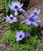 ライトブルー フラワー クラウン風の花、ギリシャ風の花、ケシのアネモネ (Anemone coronaria) フォト