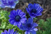 синій Квітка Анемона Корончатая Маковідная. (Anemone coronaria) фото