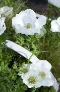 თეთრი ყვავილების გვირგვინი Windfower, ბერძნული Windflower, ყაყაჩოს Anemone (Anemone coronaria) ფოტო